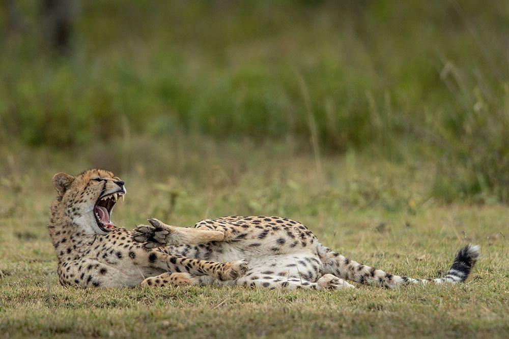 Tanzania-Ngorongoro Conservation Area-Adult Cheetah